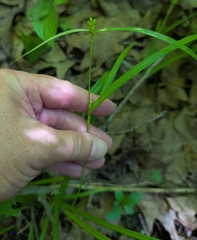Carex grisea, photograph (c) Alan Prather, some rights reserved (CC BY)