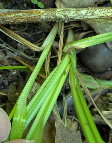 Carex grisea, photograph 3