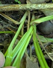 Carex grisea, photograph (c) Alan Prather, some rights reserved (CC BY)