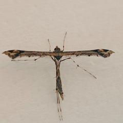 Anstenoptilia