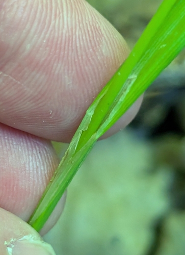 Carex grisea, photograph 4