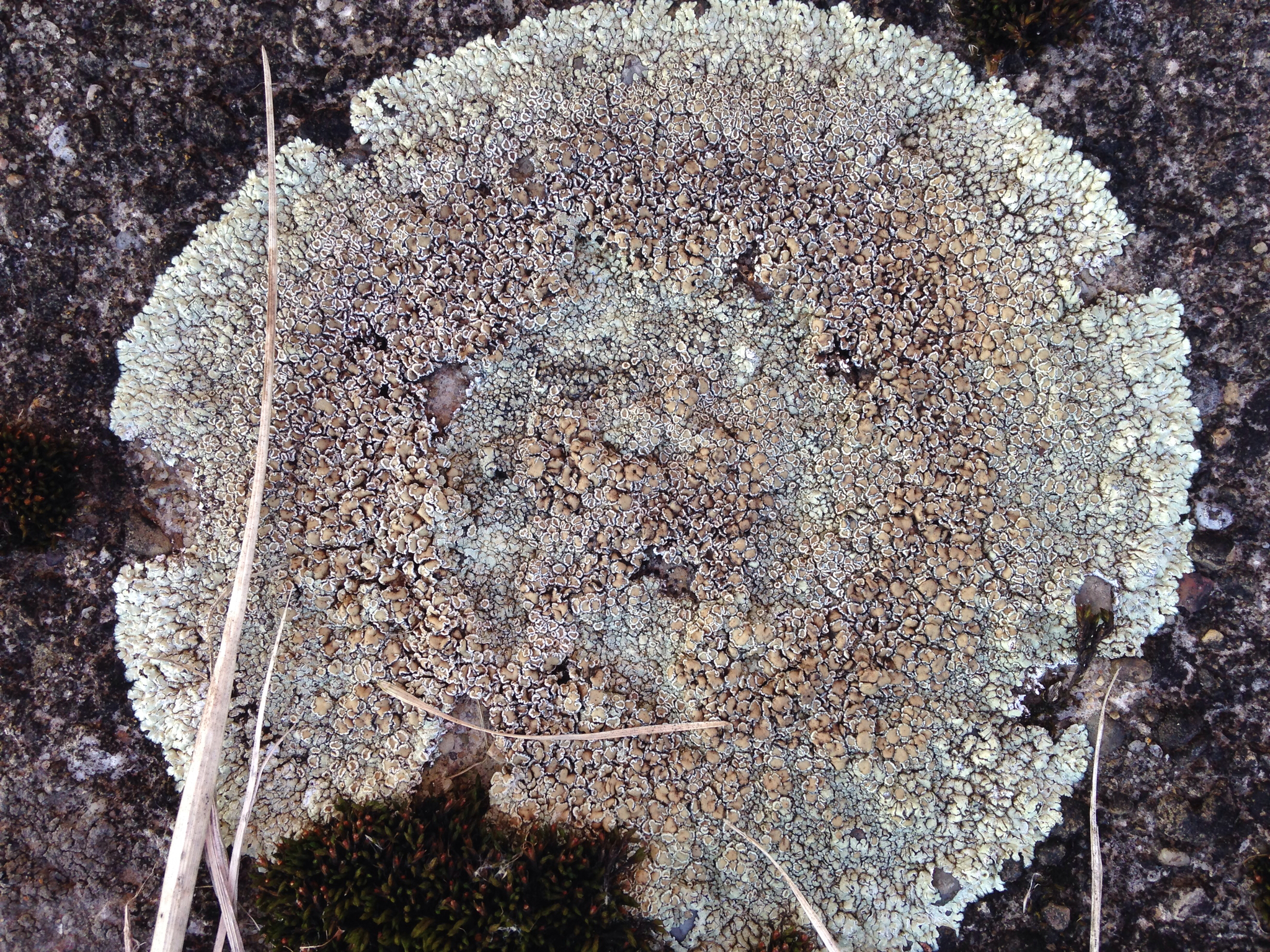 Lecanora image