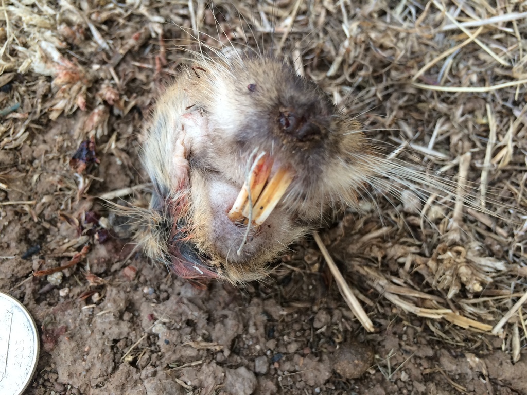 Yellow-faced Pocket Gopher