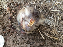 Cratogeomys castanops