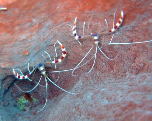 Stenopus hispidus - Wikipedia