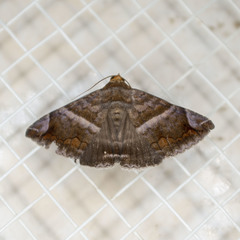 Buzara