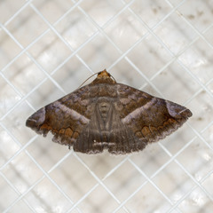 Buzara