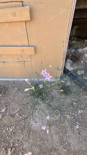 Stewart's Gilia