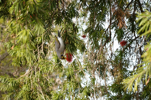 Yellow-throated Miner