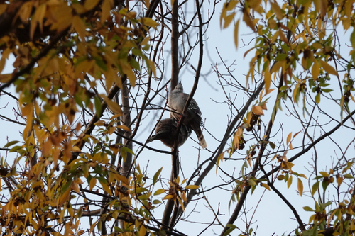 Crested Pigeon
