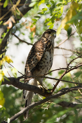 Parabuteo unicinctus unicinctus