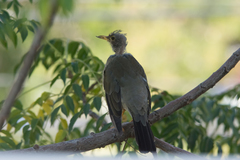 Turdus falcklandii