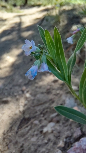 Prairie Bluebells
