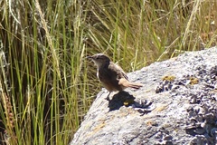 Phacellodomus striaticeps