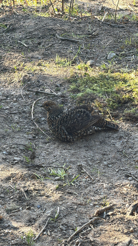 Spruce Grouse