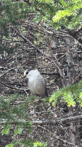 Canada Jay