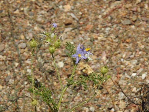 Solanum citrullifolium