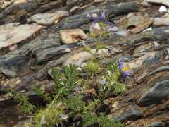 Solanum citrullifolium, photograph (c) Duarte Frade, some rights reserved (CC BY)