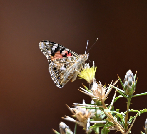 Painted Lady