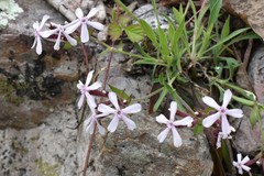 Silene caroliniana