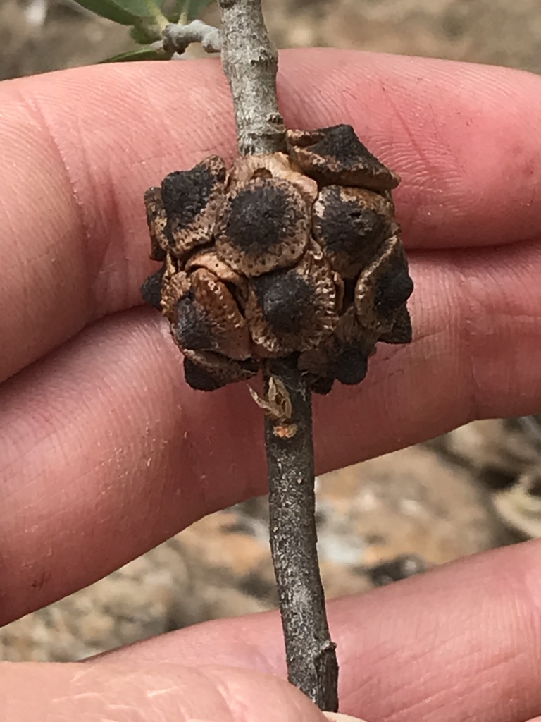 Disholcaspis fungiformis