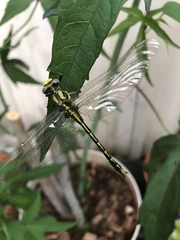 Phanogomphus oklahomensis