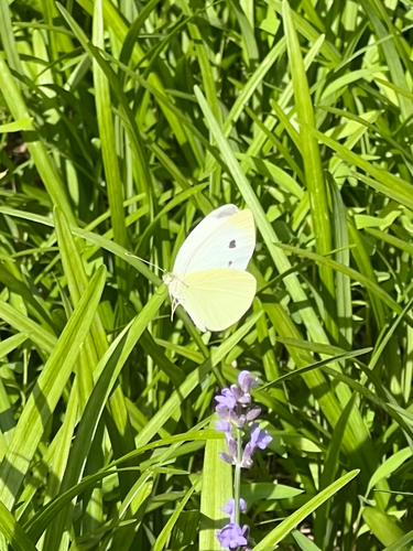 Small White