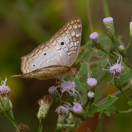 White Peacock