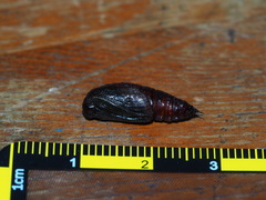 Hypomecis punctinalis