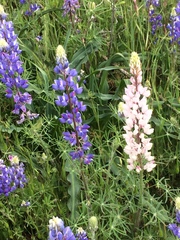 Lupinus benthamii