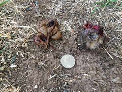 Cratogeomys castanops