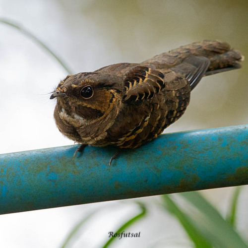 Common Pauraque
