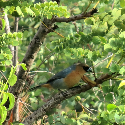 Cinnamon Tanager
