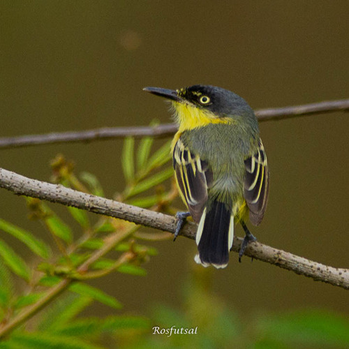 Common Tody-Flycatcher