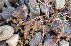 Crassula mataikona
