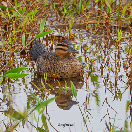 Masked Duck