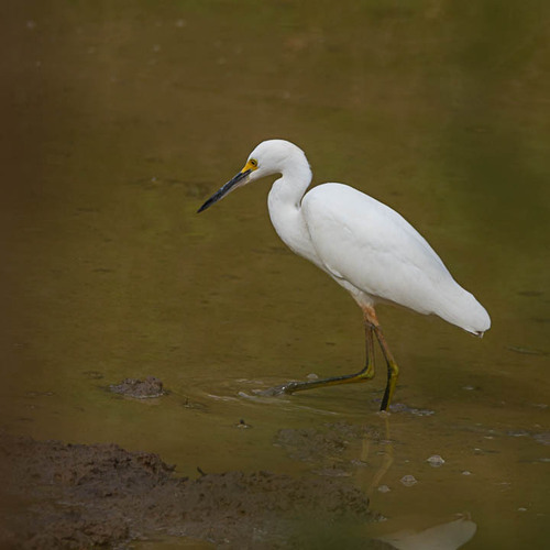 Snowy Egret