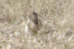 Xerospermophilus tereticaudus