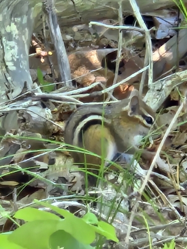 Eastern Chipmunk