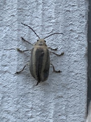 Derospidea brevicollis