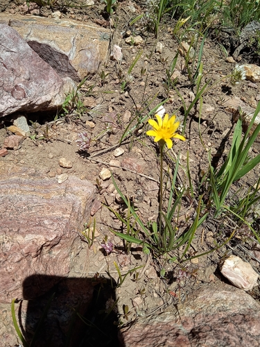 Microseris nutans, 2026-06-11