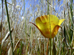 Calochortus luteus