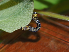 Heterolocha coccinea