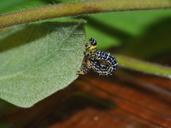 Heterolocha coccinea