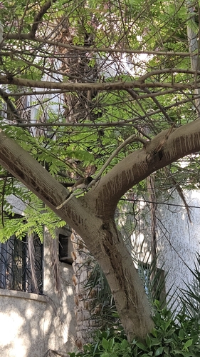 Common Bulbul