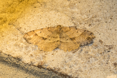 Melanolophia signataria