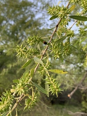 Plagiodera arizonae