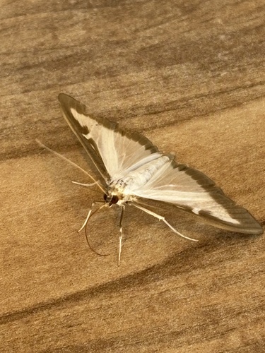 Box Tree Moth