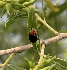 Plagiodera arizonae