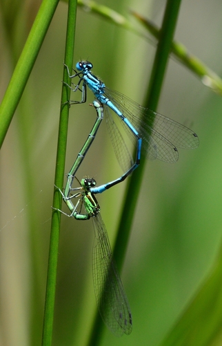 Azure Damselfly